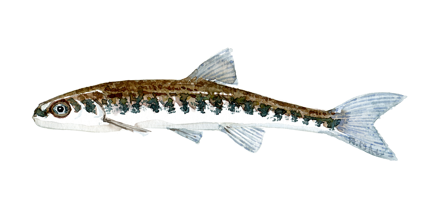 Watercolor of freshwaterfish, by Frits Ahlefeldt - Elritse Dansk Ferskvandsfisk