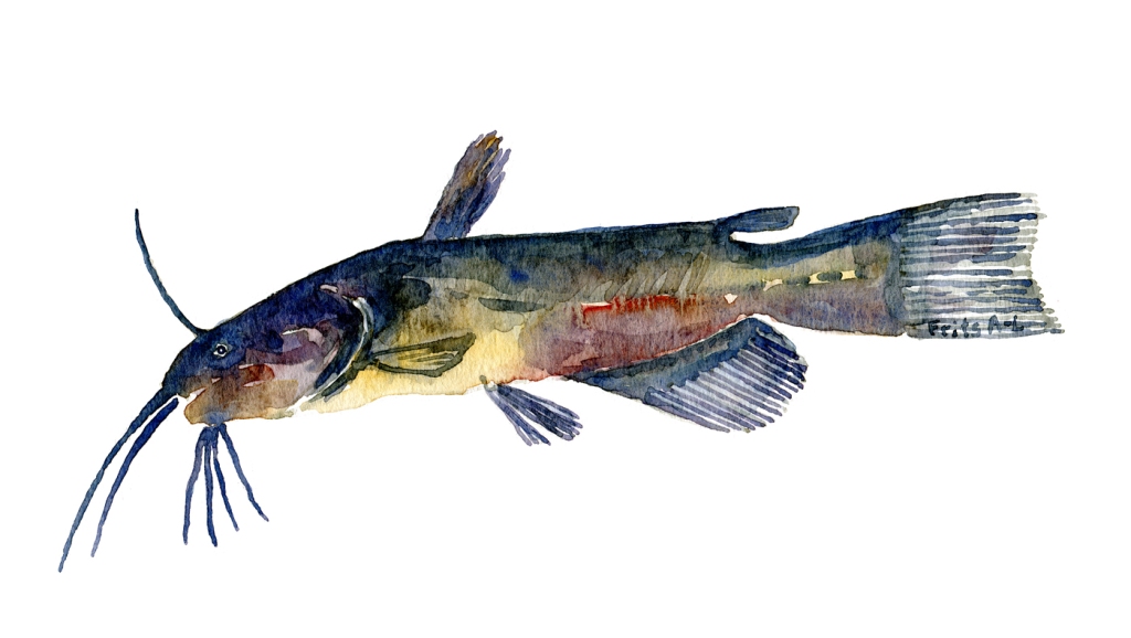 Watercolor of freshwaterfish, by Frits Ahlefeldt - Brun dværgmalle Dansk Ferskvandsfisk