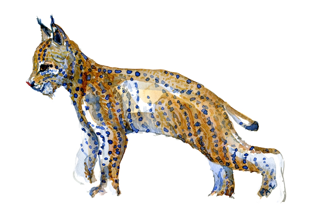 Watercolor by Frits Ahlefeldt of a young Lynx
