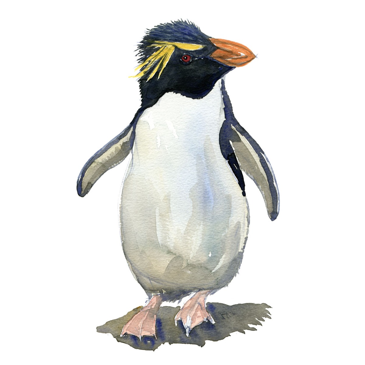 Watercolour sketch of a rockhopper penguin Art by Frits Ahlefeldt