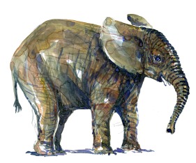 Elephant watercolor by Frits Ahlefeldt