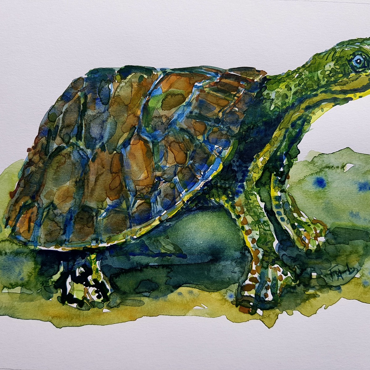 Scared turtle watercolor