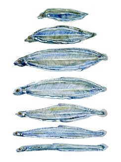 Larvae of the European Eel - watercolor painting