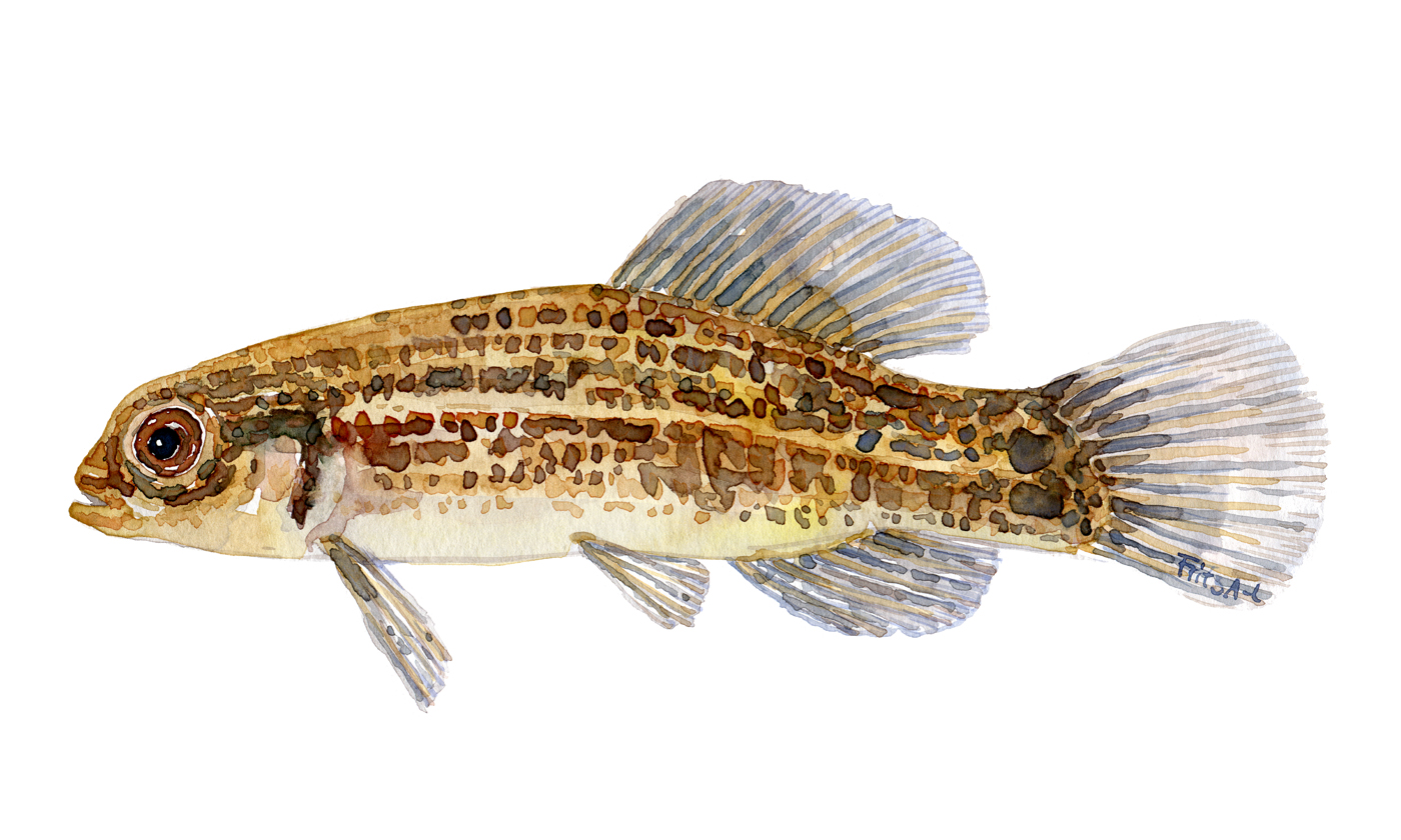 Watercolor of freshwaterfish, by Frits Ahlefeldt - Lille hundefisk Dansk Ferskvandsfisk