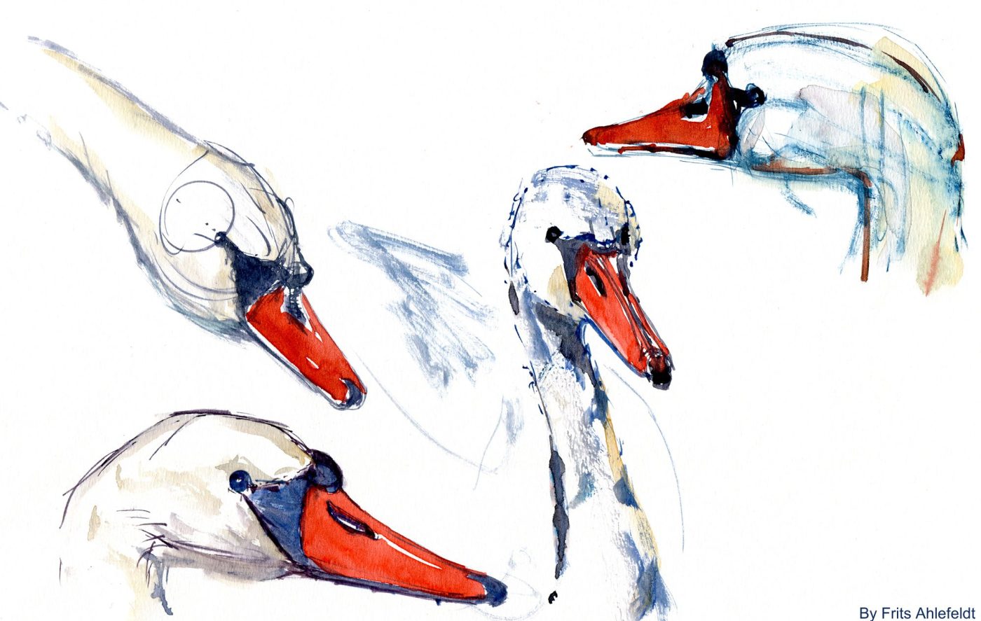 Watercolor of swans