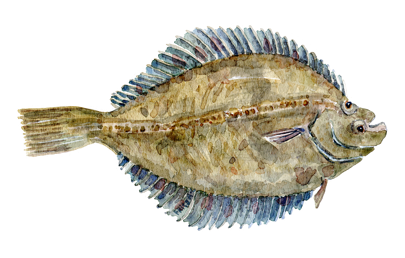 Watercolor of freshwaterfish, by Frits Ahlefeldt - Skruppe Dansk Ferskvandsfisk