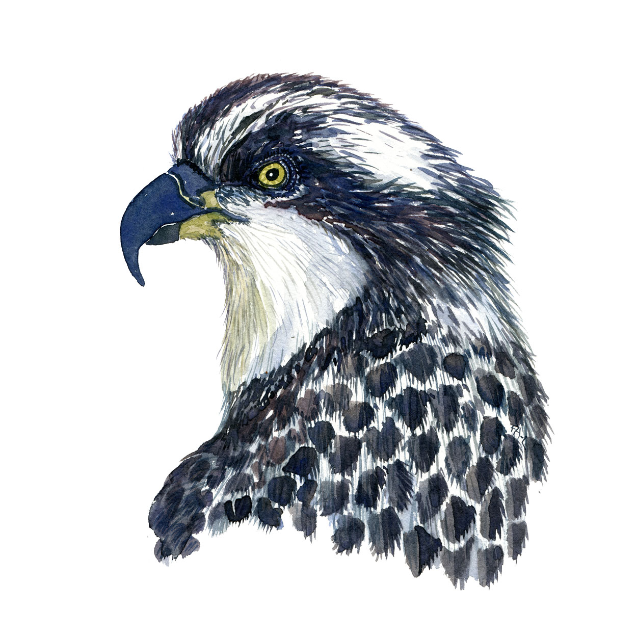 Osprey - a watercolor study sketch. Pure watercolor painting by Frits Ahlefeldt