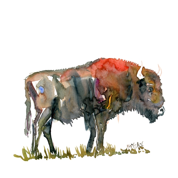 Buffalo watercolor by Frits Ahlefeldt