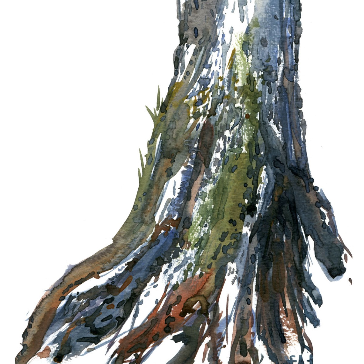 Watercolor of tree lower part. Art by Frits Ahlefeldt