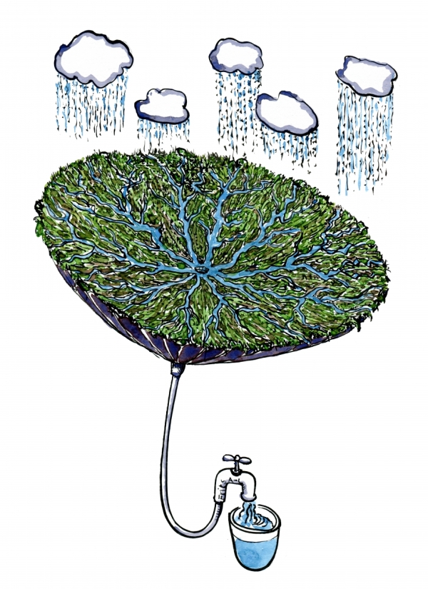 Inversed umbrella with green plants, working as a water purification system