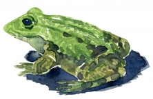Marsh frog watercolor