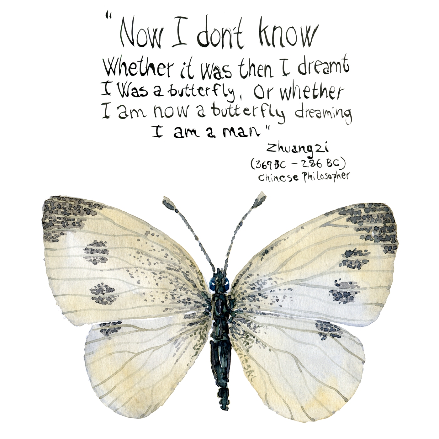 watercolor of butterfly and quote by Zhuangzi, chinese philosopher, china