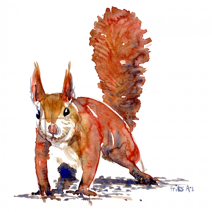 Angry Squirrel watercolor