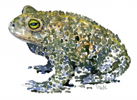 Natterjack toad watercolor