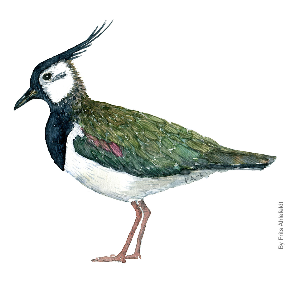 Northern lapwing watercolor