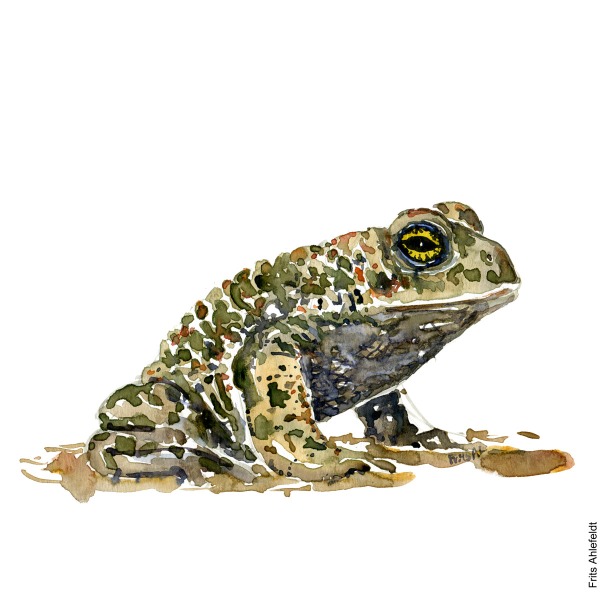 Illustration of Natterjack toad. sideview. looking right. Frog watercolor painting handmade by Frits Ahlefeldt