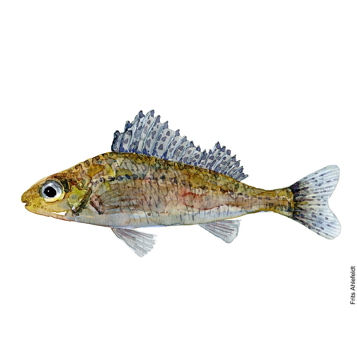 Ruffe, hork. Watercolour, Freshwater fish illustration by Frits Ahlefeldt