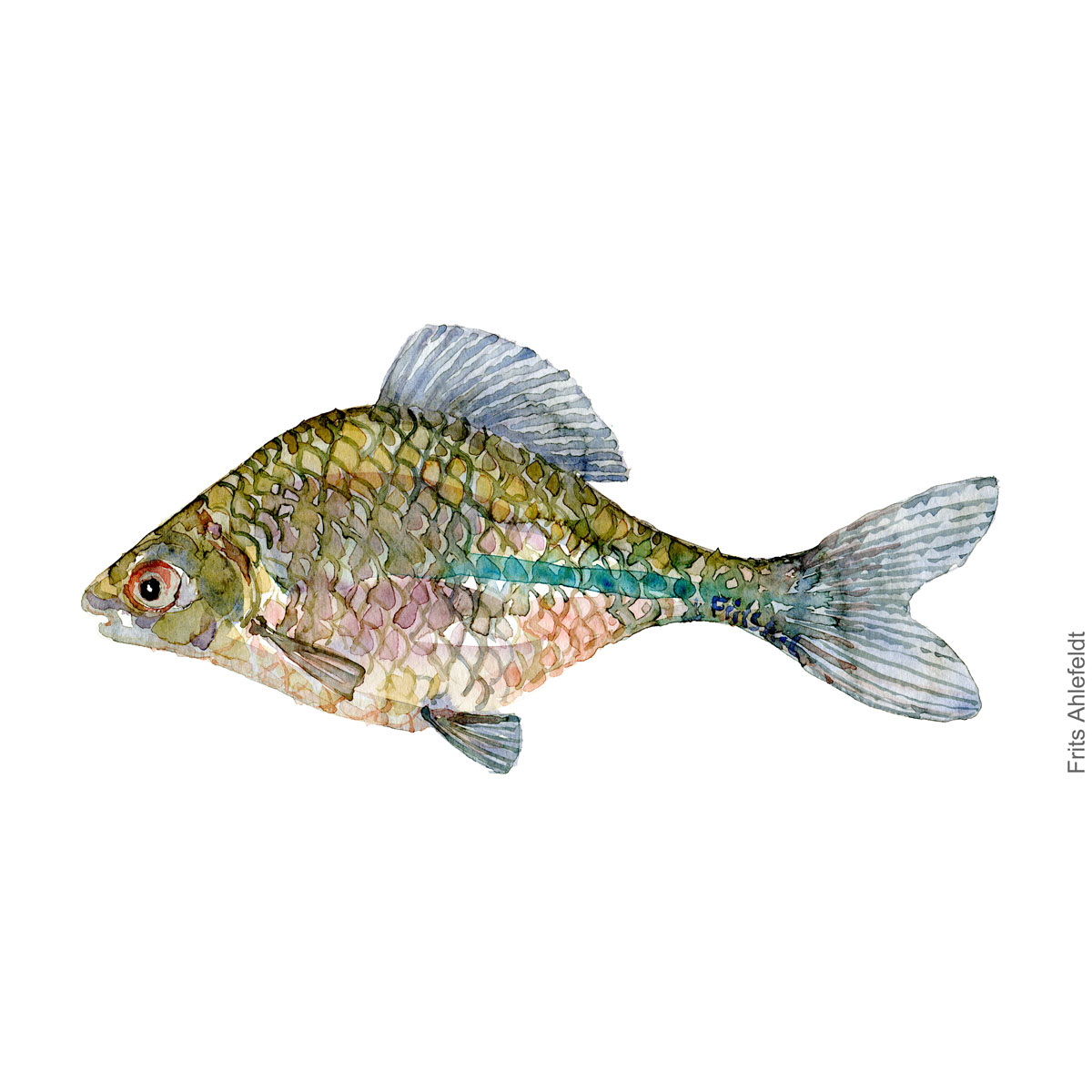 Bitterling Fish watercolor illustration by frits Ahlefeldt
