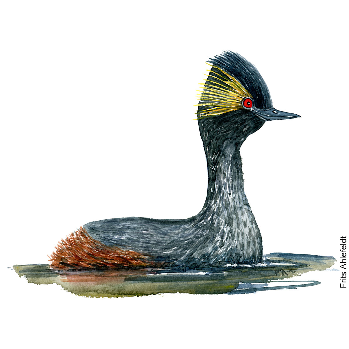 Black-necked grebe Bird watercolor illustration handmade by Frits Ahlefeldt