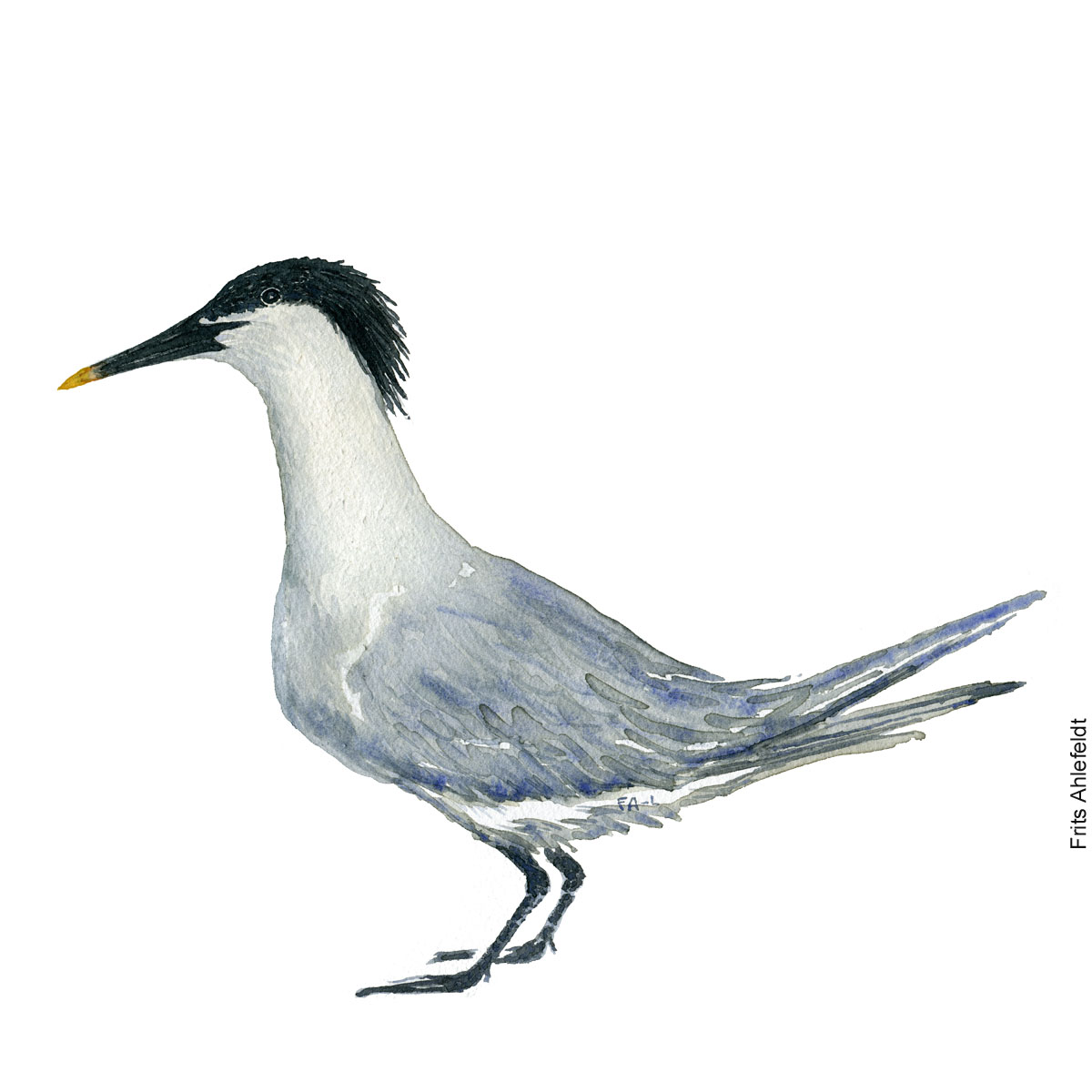 Sandwisch tern. Bird watercolor illustration handmade by Frits Ahlefeldt