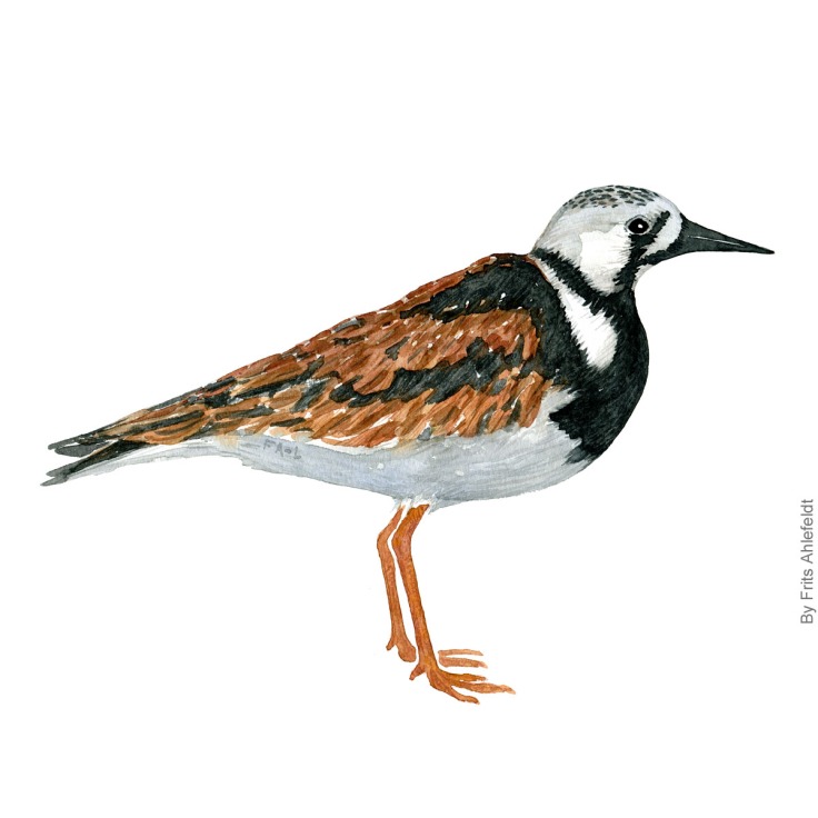 Stenvender - Rudy turnstone bird watercolor painting. Artwork by Frits Ahlefeldt. Fugle akvarel