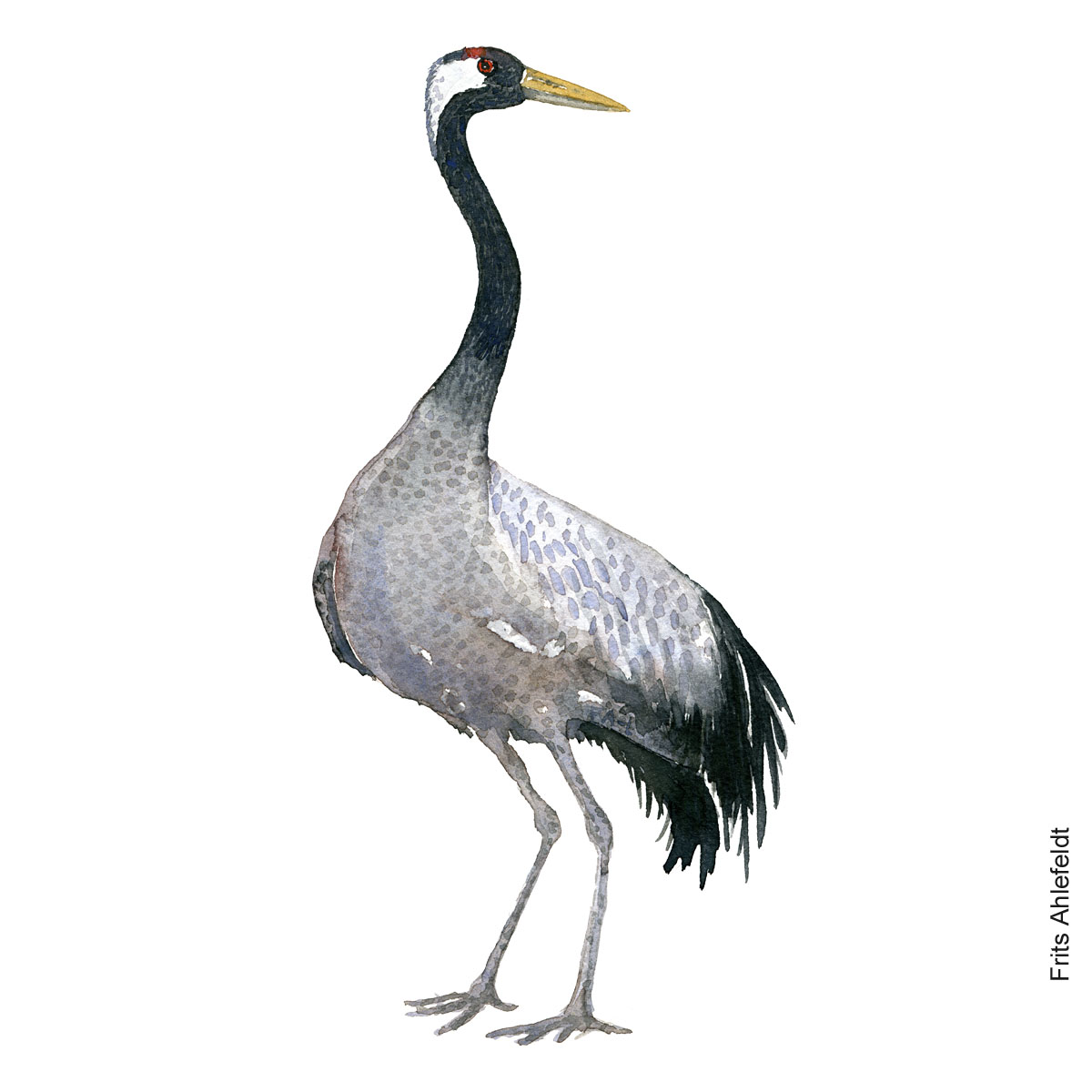 Trane - Crane bird watercolor painting. Artwork by Frits Ahlefeldt. Fugle akvarel