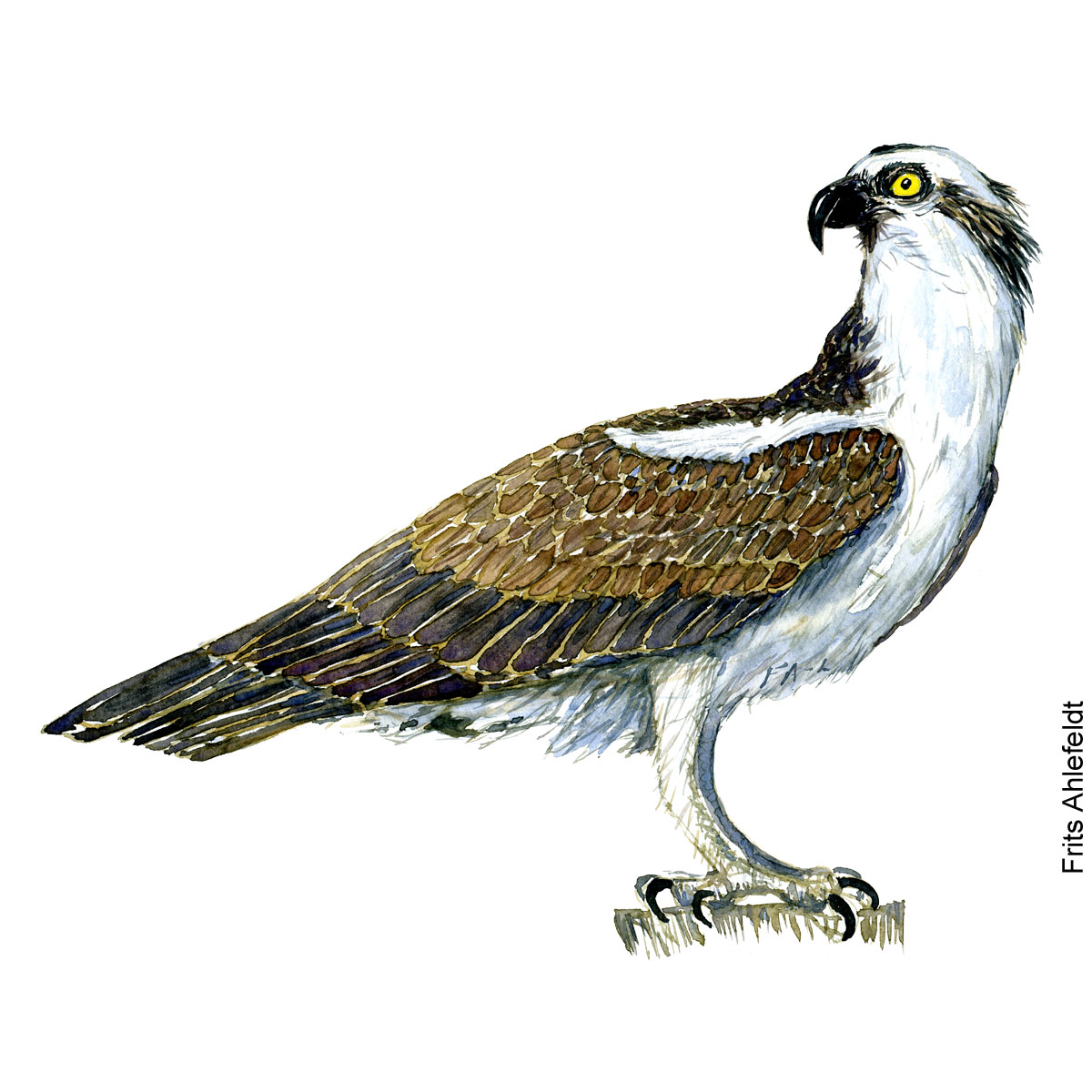 Fiskeoern - Osprey eagle bird watercolor painting. Artwork by Frits Ahlefeldt. Fugle akvarel