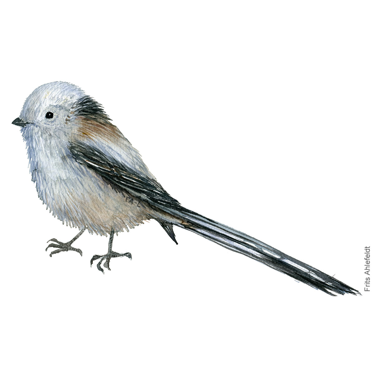 Halemejse - Long tailed tit - Bird watercolor painting. Artwork by Frits Ahlefeldt. Fugle akvarel