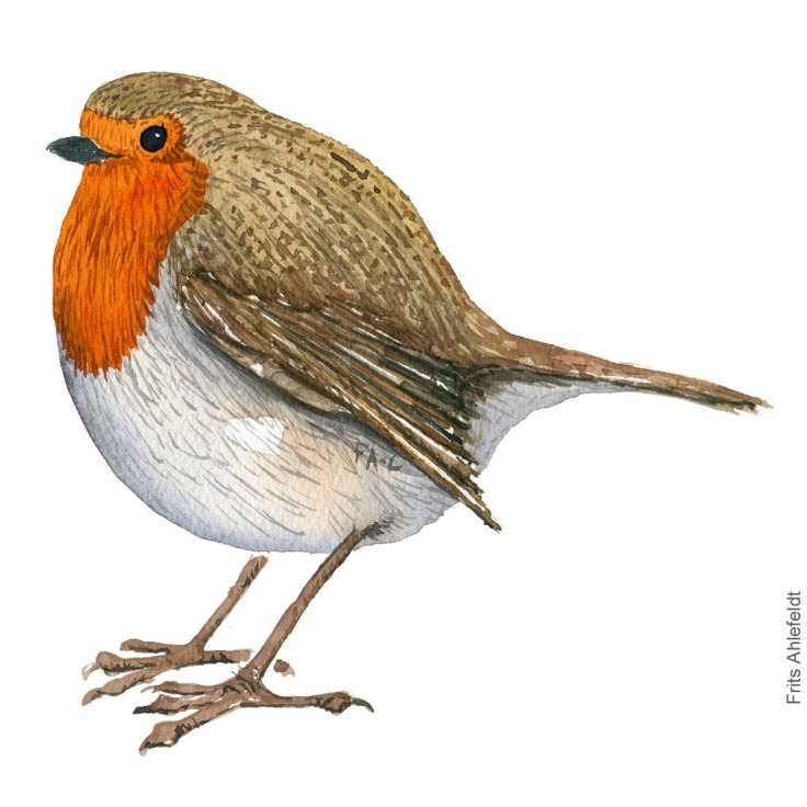 Roedhals - European robin - Bird watercolor painting. Artwork by Frits Ahlefeldt. Fugle akvarel