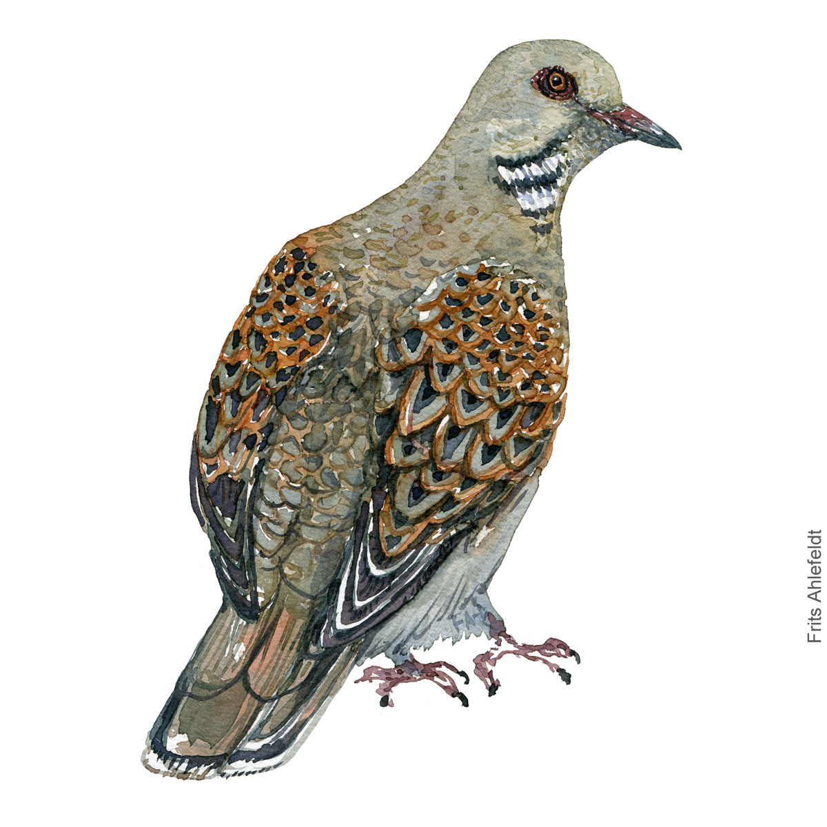 Turteldue - European turtledove - Bird watercolor painting. Artwork by Frits Ahlefeldt. Fugle akvarel
