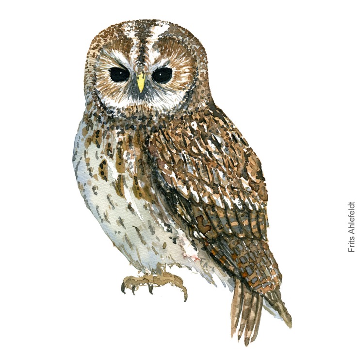 Natugle - Tawny owl - Bird watercolor painting. Artwork by Frits Ahlefeldt. Fugle akvarel
