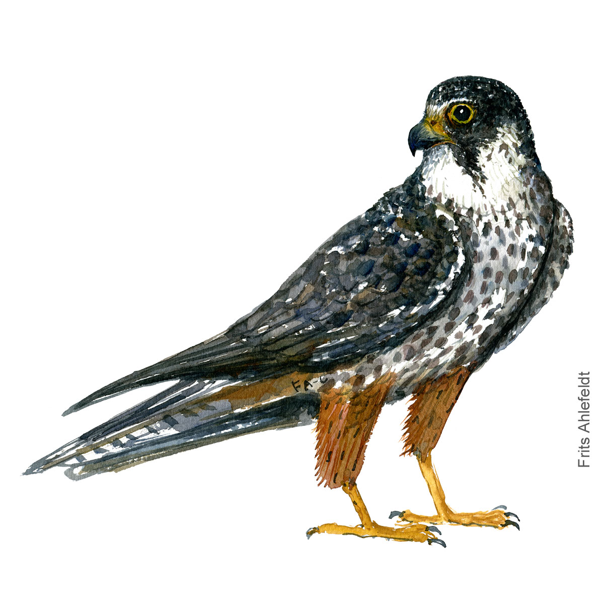 Laerkefalk - Hobby - Bird painting in watercolor by Frits Ahlefeldt - Fugle akvarel