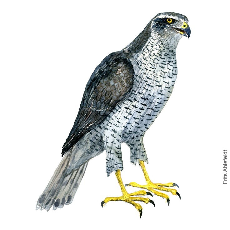 Duehoeg - Northern goshawk - Bird painting in watercolor by Frits Ahlefeldt - Fugle akvarel