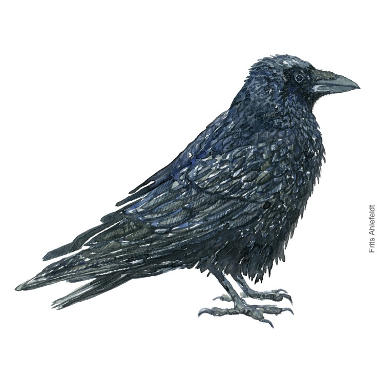 Ravn - Raven - Bird painting in watercolor by Frits Ahlefeldt - Fugle akvarel
