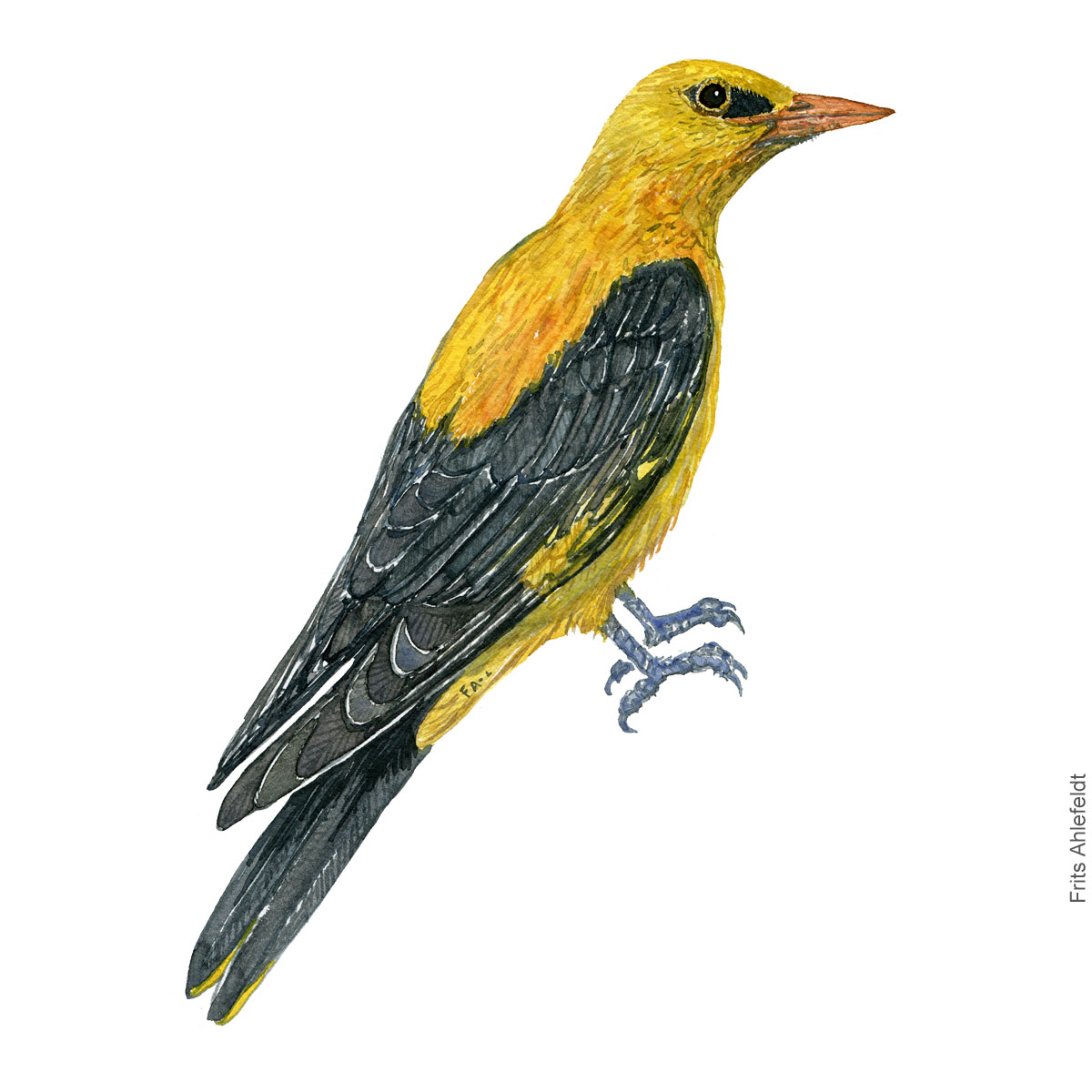 Pirol - Golden oriole - Bird painting in watercolor by Frits Ahlefeldt - Fugle akvarel