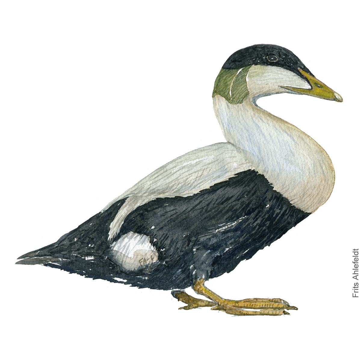 Edderfugl - Common eider duck - Bird painting in watercolor by Frits Ahlefeldt - Fugle akvarel