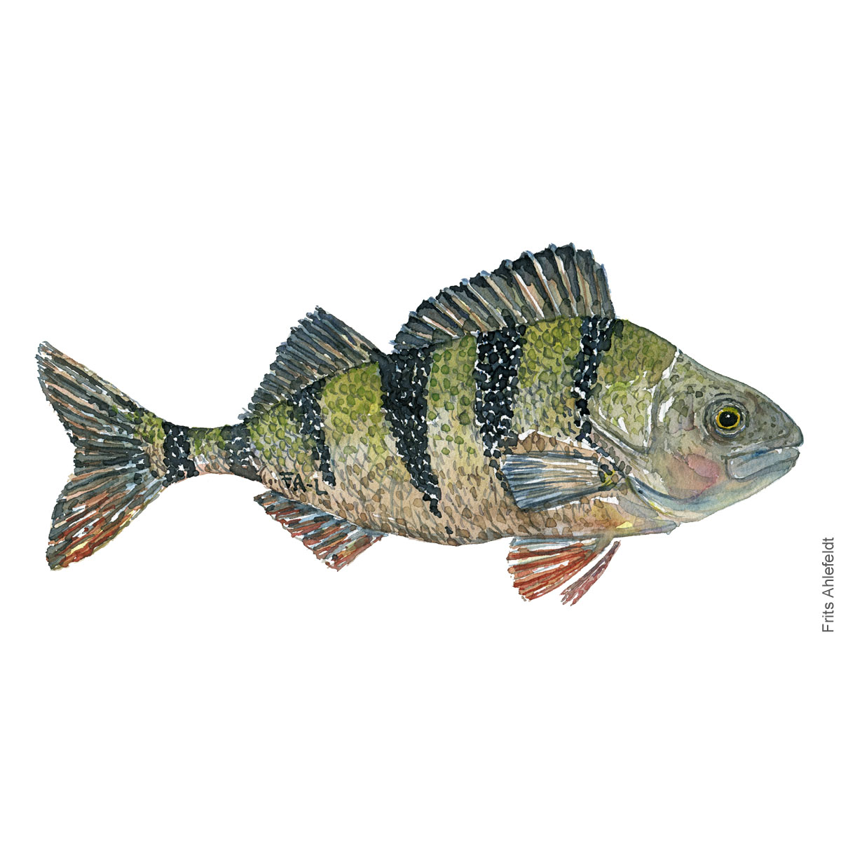 Aborre - Perch Fish painting in watercolor by Frits Ahlefeldt - Fiske akvarel