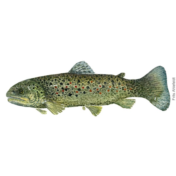 Havoerred - Sea trout Fish painting in watercolor by Frits Ahlefeldt - Fiske akvarel