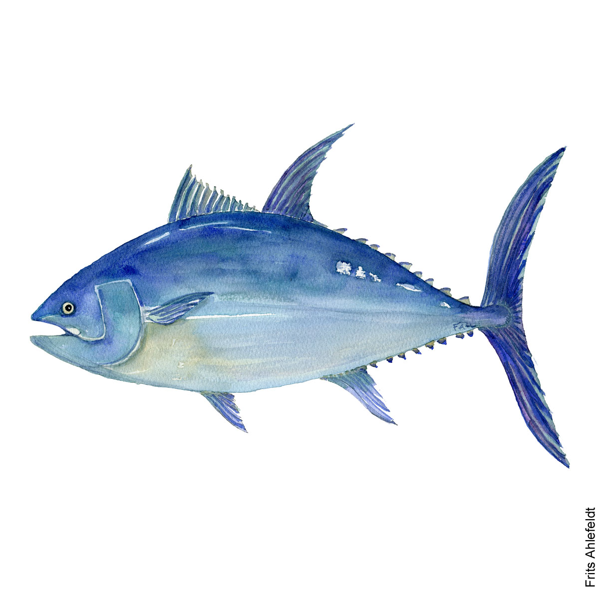 Tunfisk - Bluefin tuna - Fish watercolor painting by Frits Ahlefeldt, Akvarel af Frits Ahlefeldt