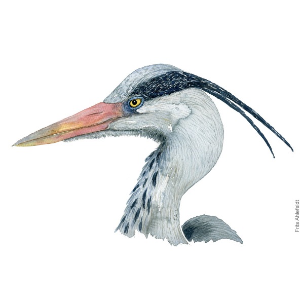 Fiskehejre - Grey heron - Bird watercolor by Frits Ahlefeldt. Fugle akvarel