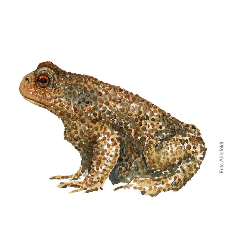 Skrubtudse - Common toad - Amphibian watercolor by Frits Ahlefeldt - Padde akvarel