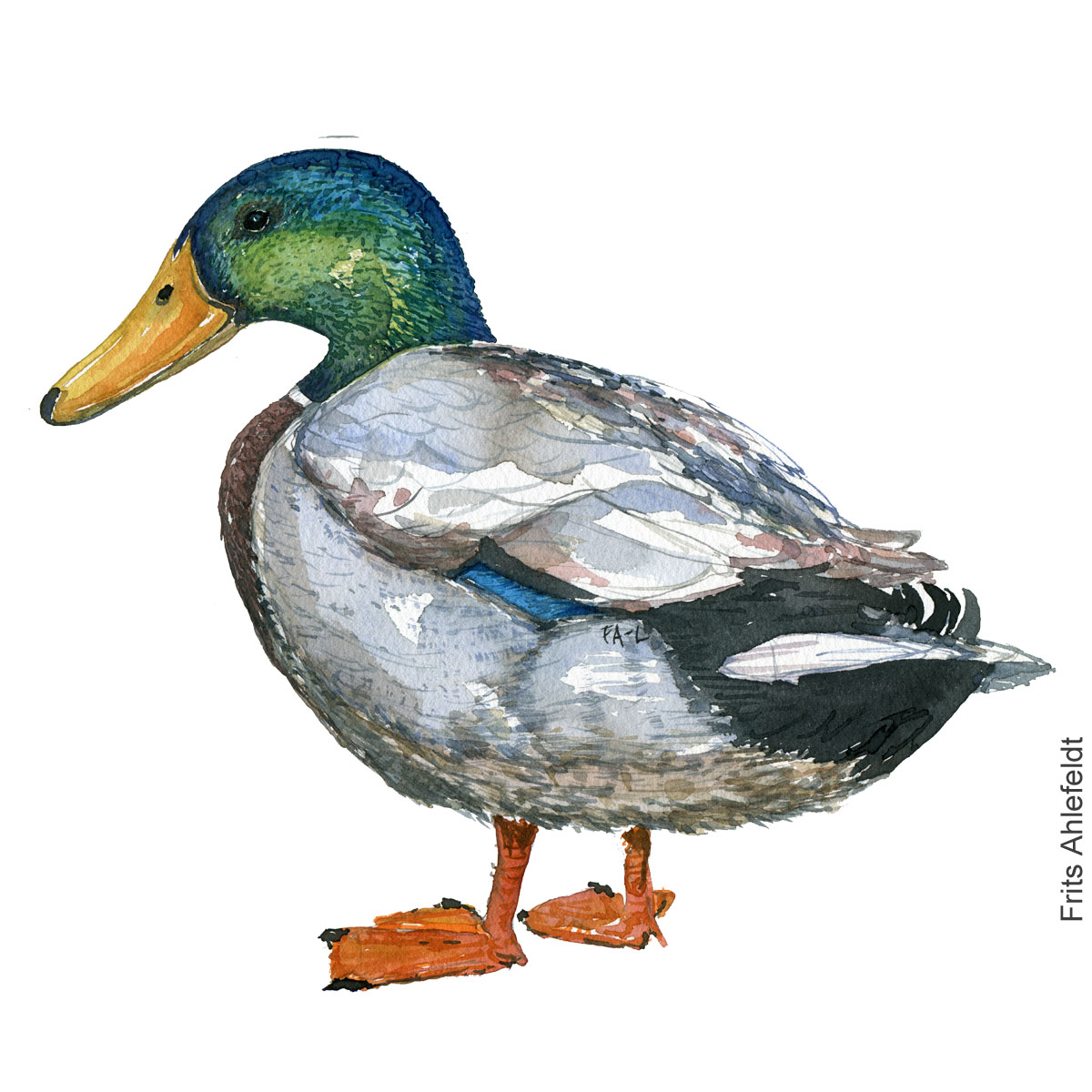 Watercolor of Mallard duck. ( Gråand ) Painting by Frits Ahlefeldt