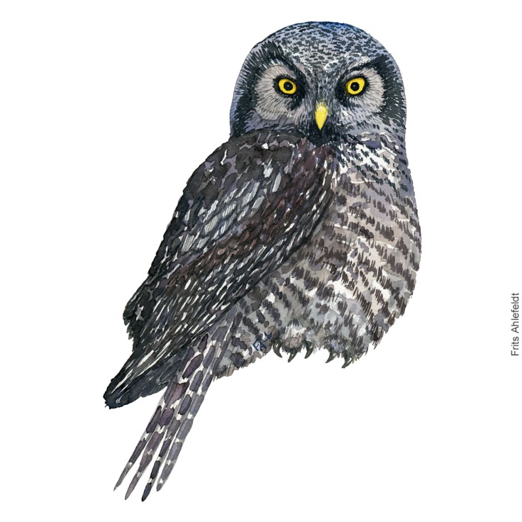 Watercolor of Northern hawk owl ( Surnia-ulula, hoegeugle) Painting by Frits Ahlefeldt