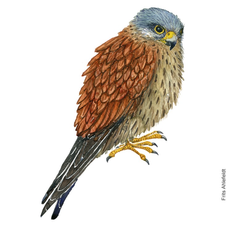Common kestrel bird watercolor painting. Artwork by Frits Ahlefeldt. Tårnfalk Fugle akvarel