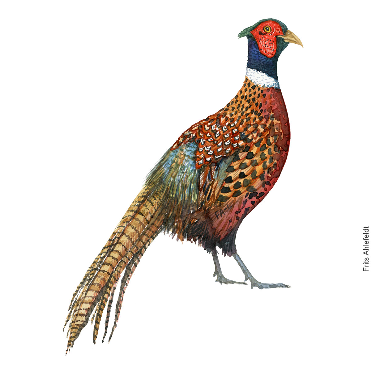 Ring necked pheasant bird watercolor painting. Artwork by Frits Ahlefeldt. Fugle akvarel Fasan