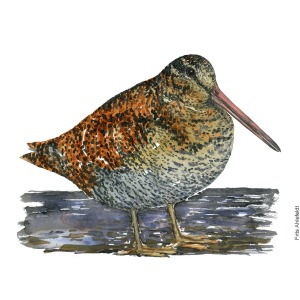 Woodcock Bird watercolour illustration handmade by Frits Ahlefeldt, Skovsneppe akvarel