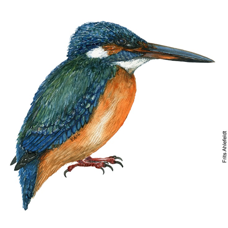 Common kingfisher - Alcedo atthis, Isfugl. Bird painting in watercolor by Frits Ahlefeldt - Fugle akvarel