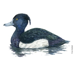 Tufted duck by Frits Ahlefeldt (Aythya marila - Bjergand )