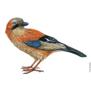 Eurasian Jay - Garrulus-glandarius, Frits Ahlefeldt - Fugle akvarel Skovskade