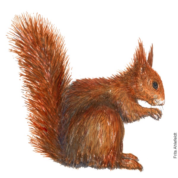 Watercolor of red-squirrel-Sciurus vulgaris-roedt-egern- akvarel frits-ahlefeldt